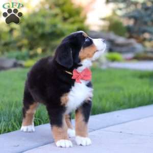 Nala, Bernese Mountain Dog Puppy